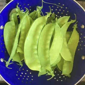 BC Eco Banana Nano Pea 35 seeds