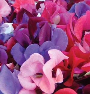 Sweet Pea - Mammoth Blend